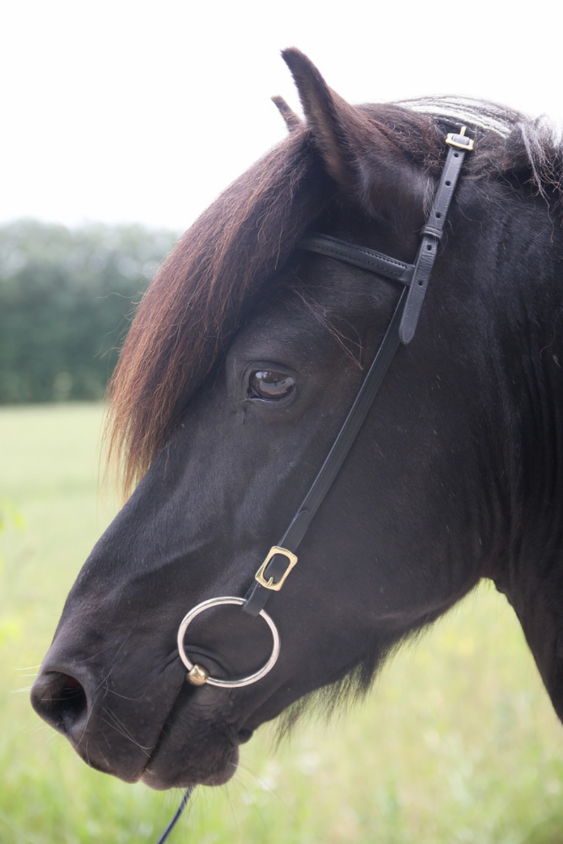 Iceland headstall w. browband